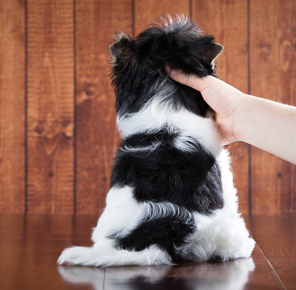 Sir Anthony Biewer Terrier Boy