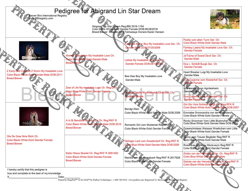 Biewer Terrier Pedigree