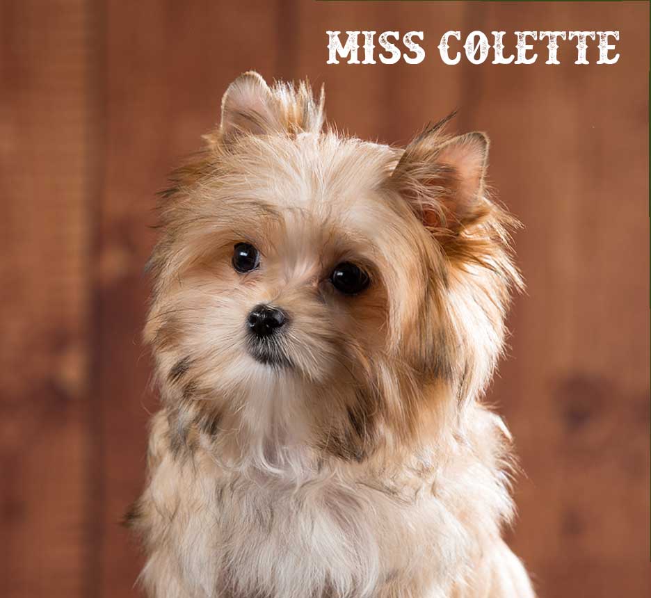 Miss Colette Mini Golddust Girl