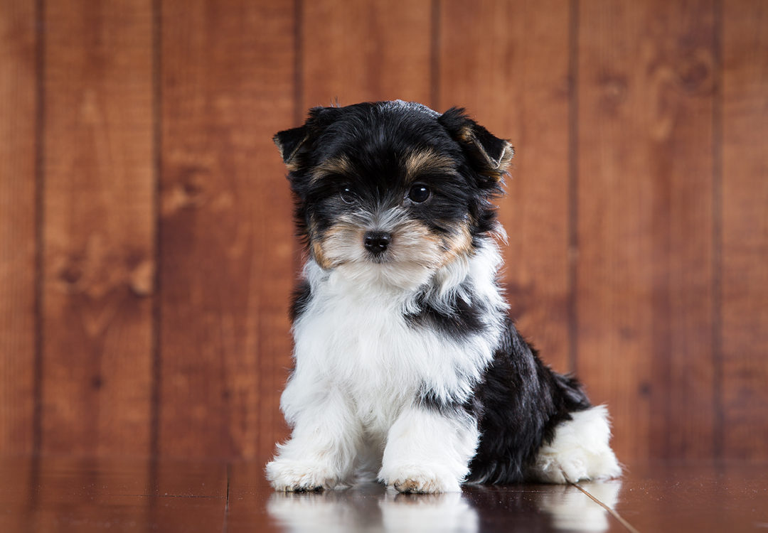 Miss Laura Biewer Terrier Girl