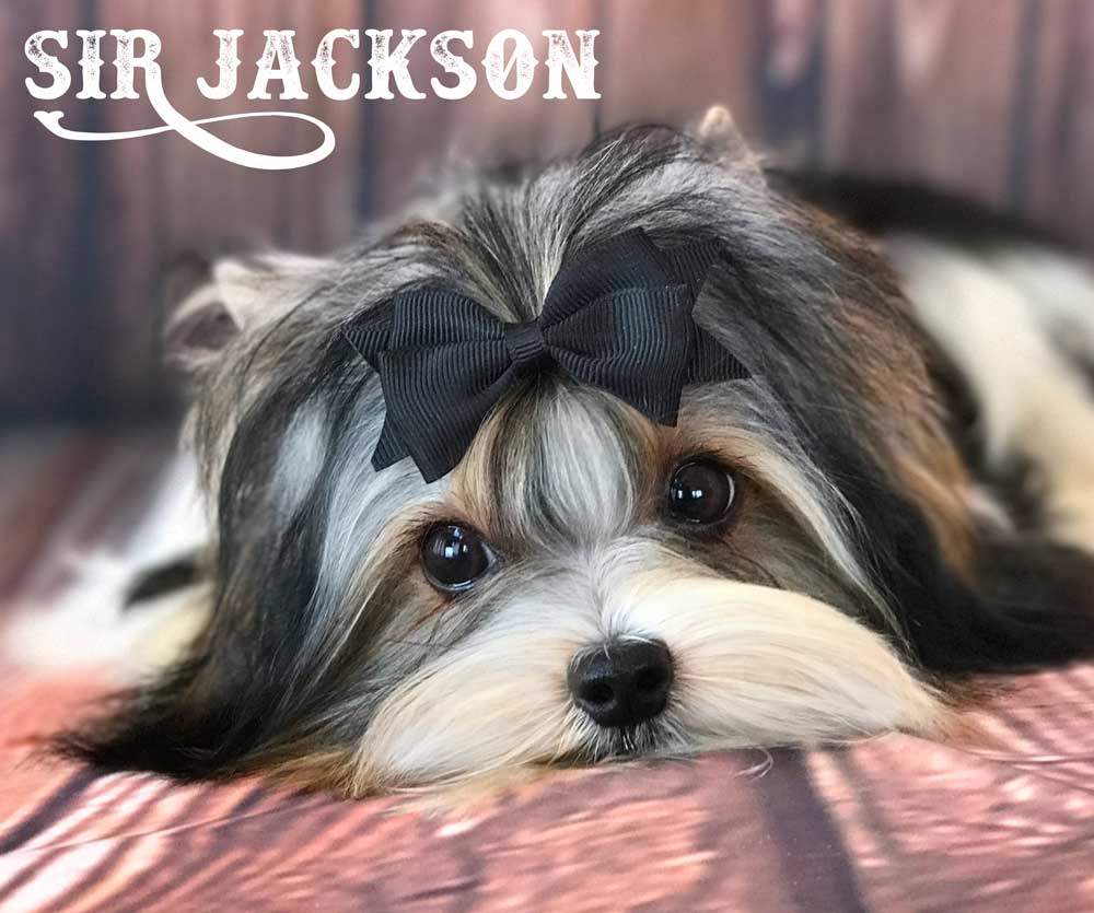 Sir Jackson Biewer Terrier Boy