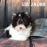 Sir Jacob Mini Biro Boy
