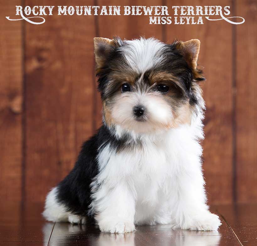 Miss Leyla Biewer Terrier Girl