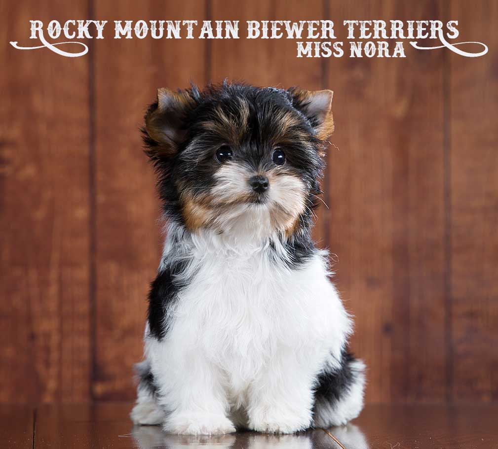 Miss Nora Mini Biewer Terrier Girl