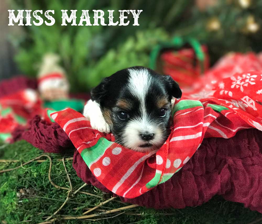 Miss Marley Biewer Terrier Girl