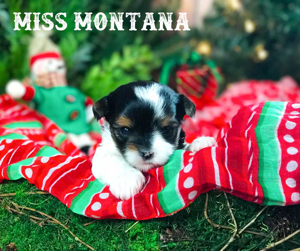 Miss Montana Biewer Terrier Girl