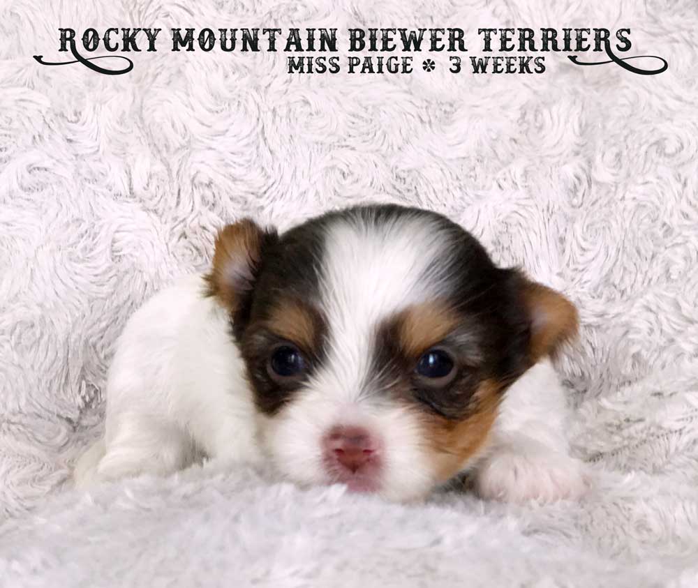 Miss Paige Chocolate Biewer Terrier Girl