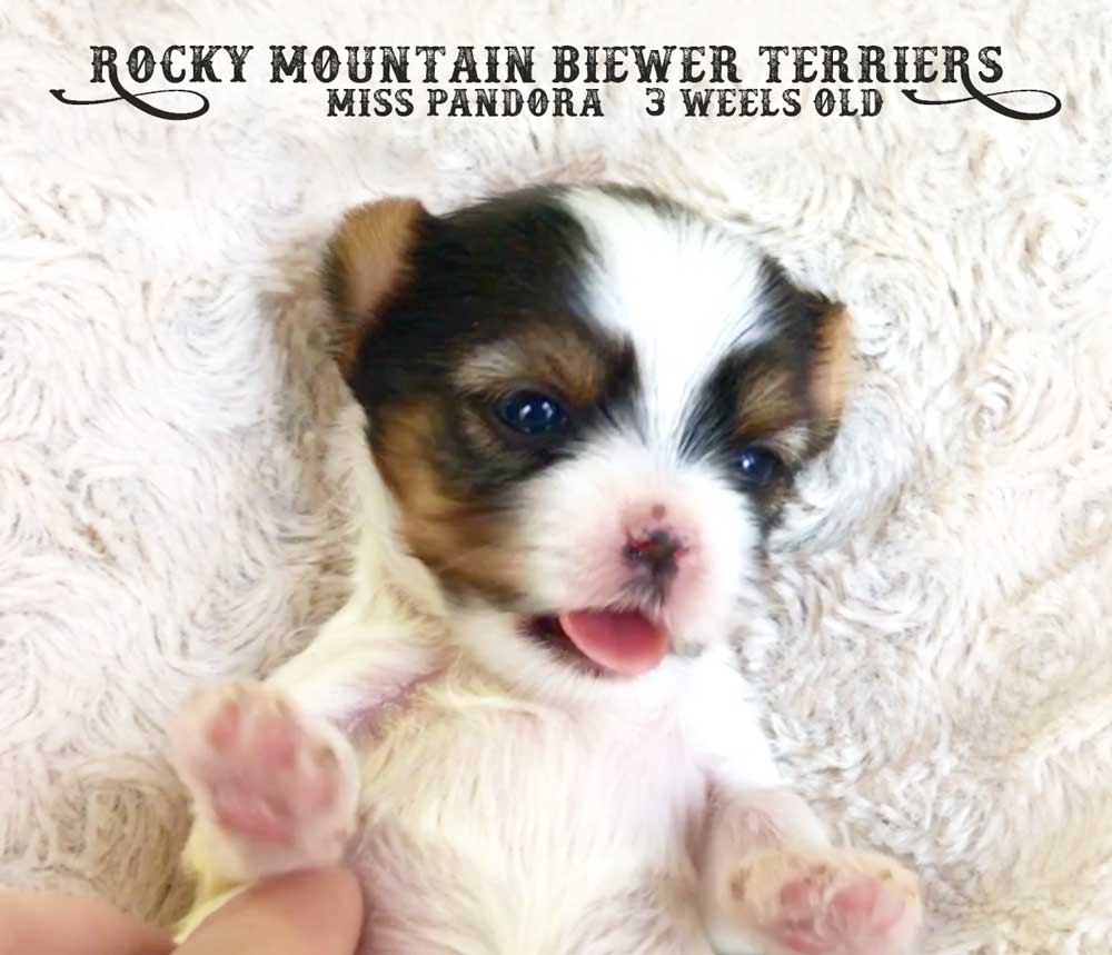 Miss Pandora Biewer Terrier Girl