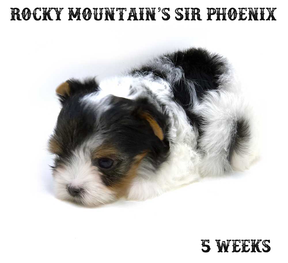 Sir Phoenix AKC Mini Biewer Terrier
