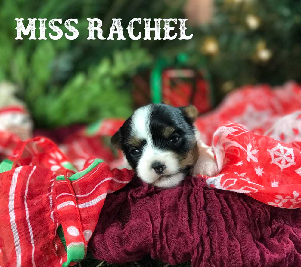 Rachel Biewer Terrier