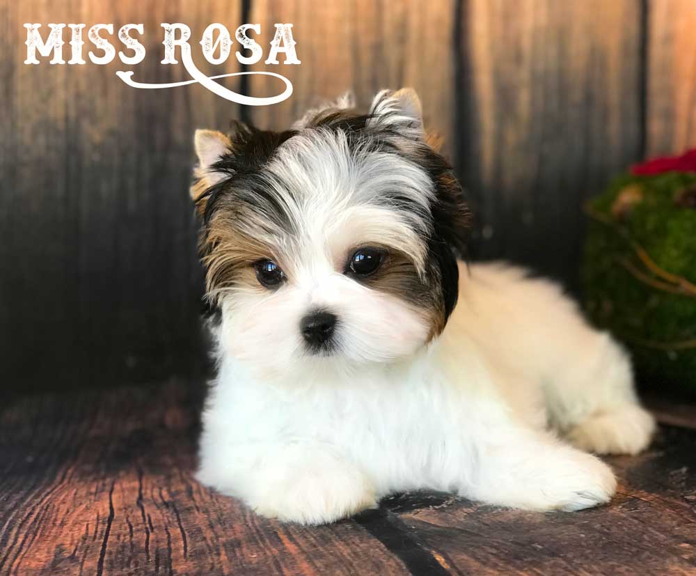 Miss Rosa Biewer Terrier Girl