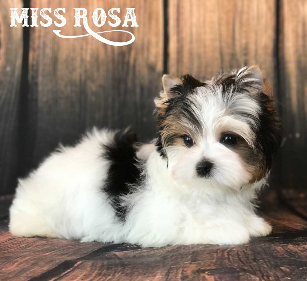 Miss Rosa Biewer Terrier Girl