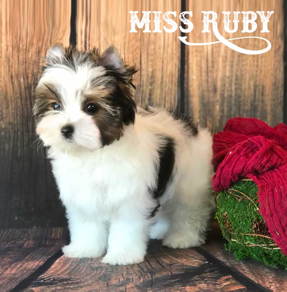 Miss Ruby Biewer Terrier Girl