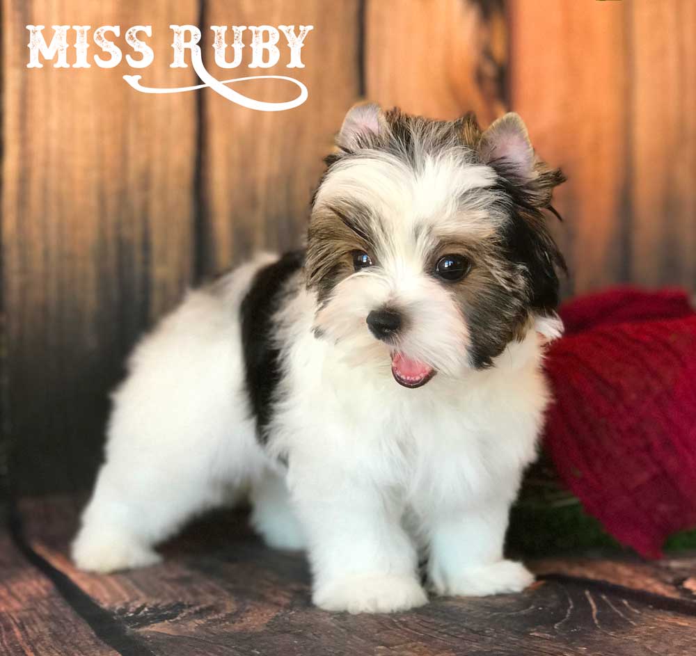 Miss Rubi Biewer Terrier Girl