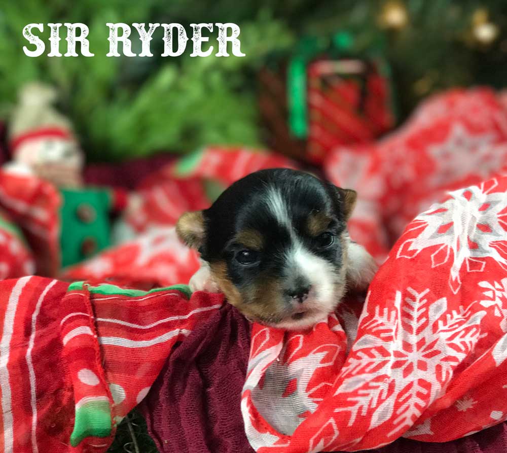 Ryder Biewer Terrier