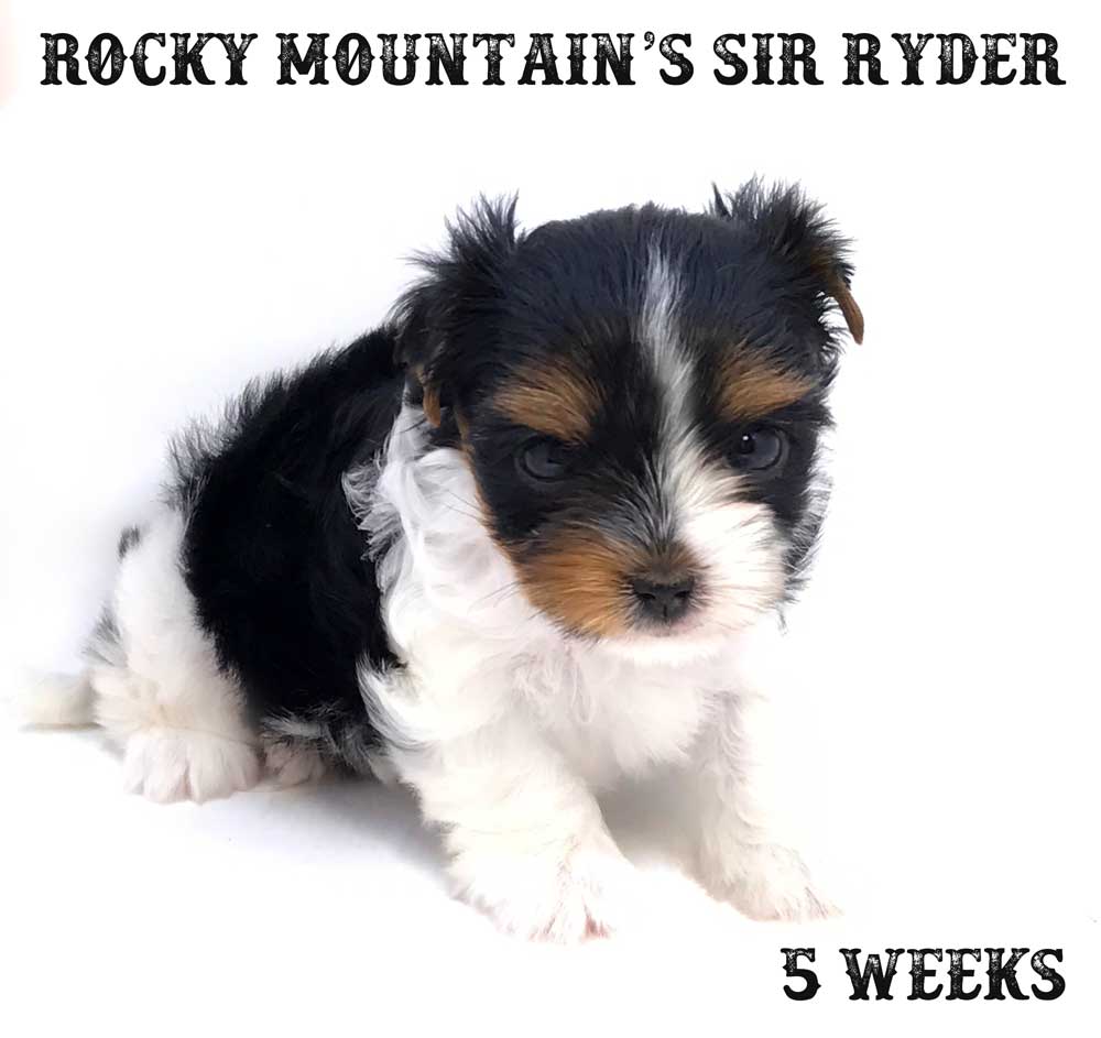 Sir Ryder AKC Standard Biewer Terrier