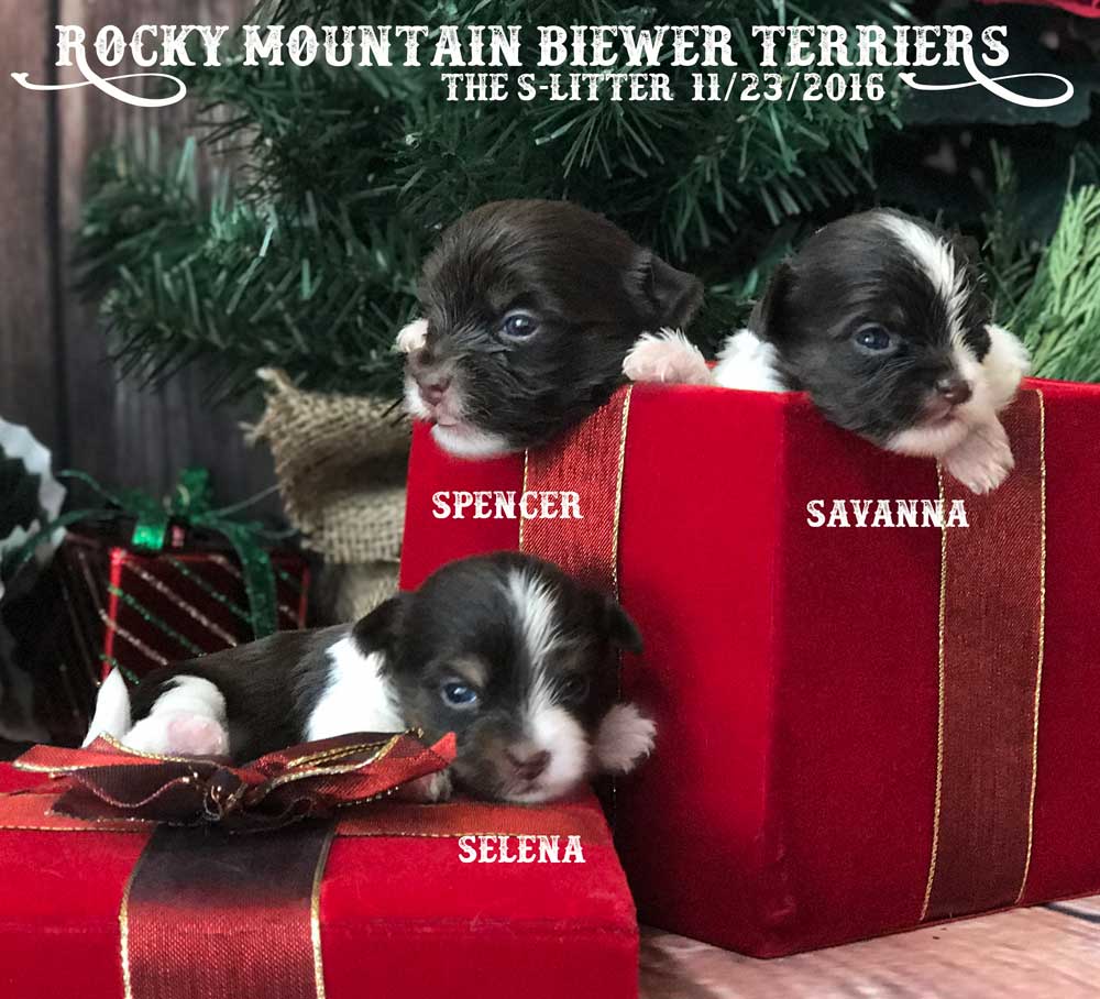 Miss Savanna Chocolate Biewer Terrier Girl