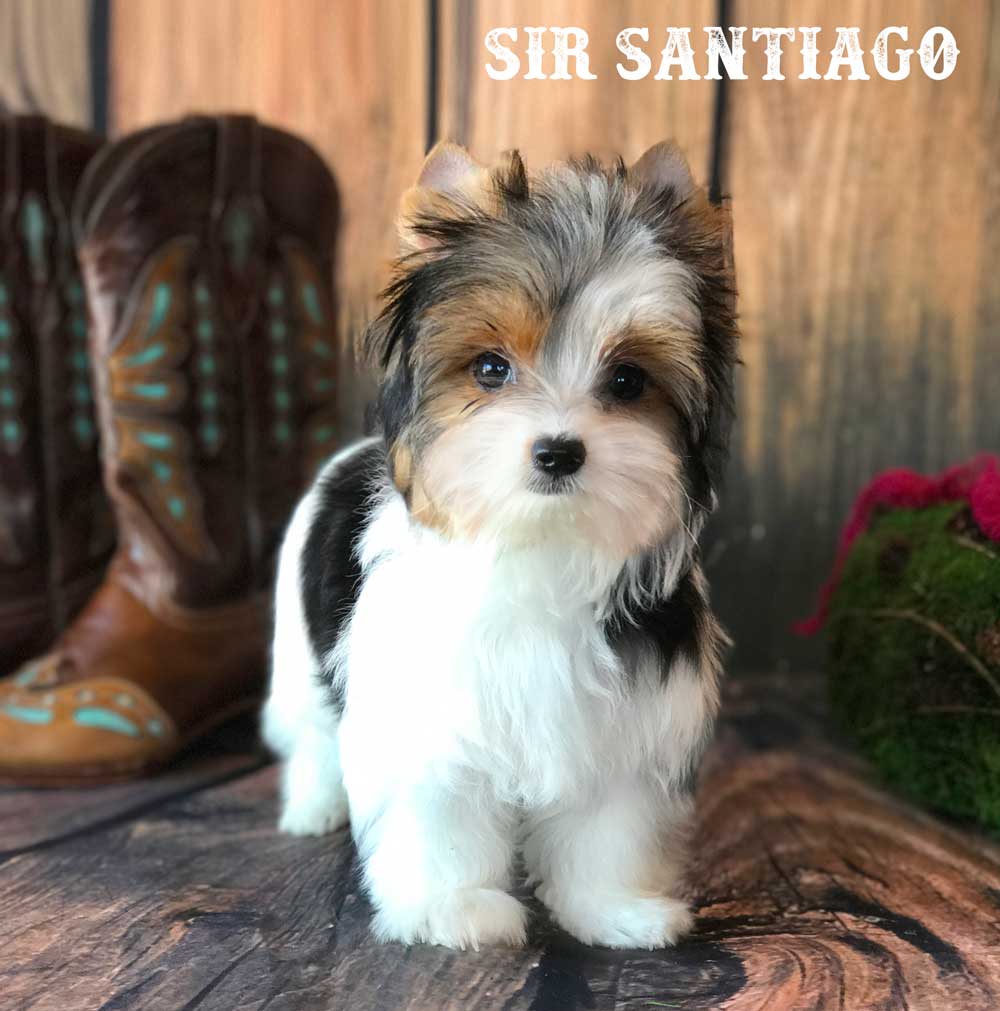 Sir Santiago Biewer Terrier Boy