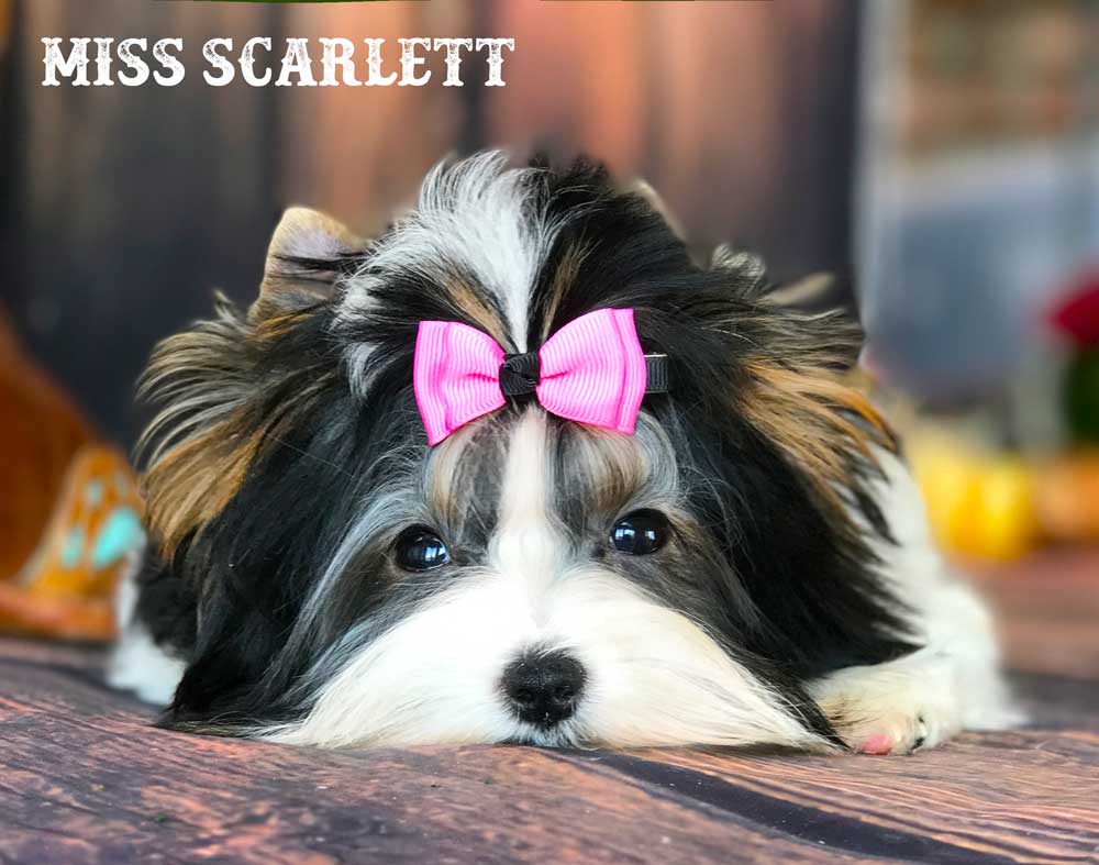Miss Scarlett Mini Biewer Terrier Girl