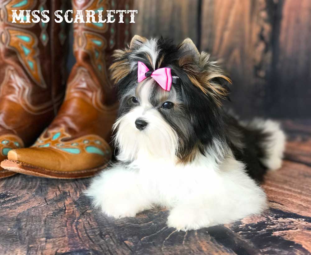 Miss Scarlett Mini Biewer Terrier Girl