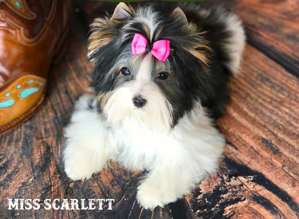 Miss Scarlett Mini Biewer Terrier Girl