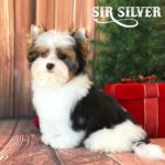 Sir Silver Biewer Terrier Puppy