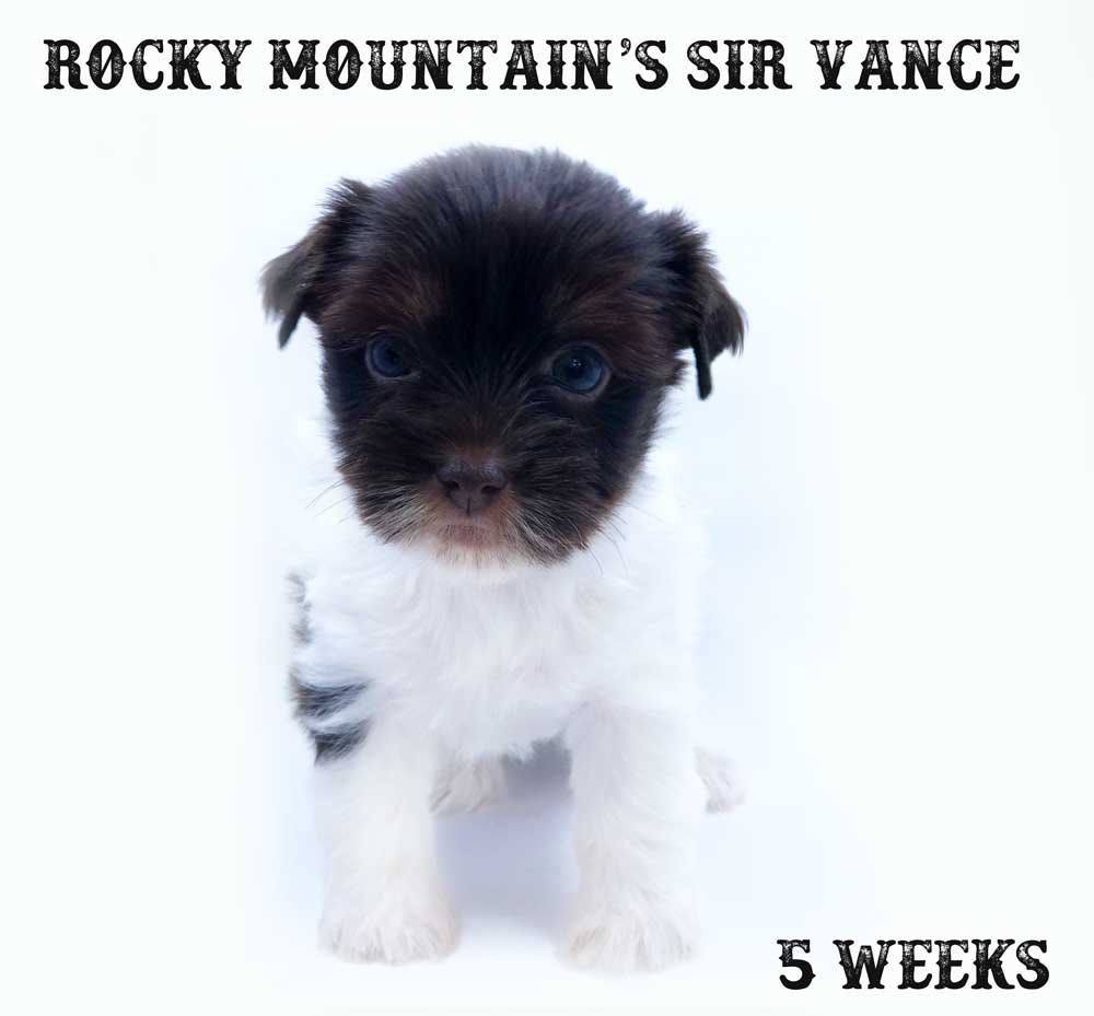 Sir Spencer Chocolate Biewer Terrier Boy