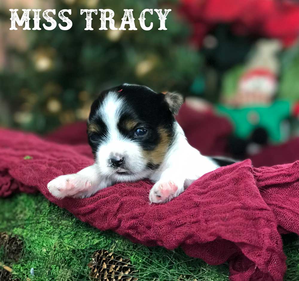 Miss Tracy Biewer Terrier Girl