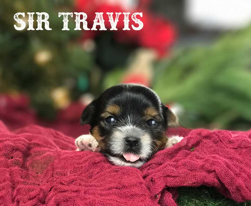 Travis Biewer Terrier