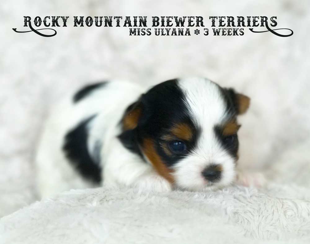 Miss Ulyana Biewer Terrier Girl