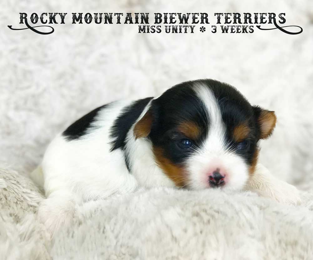 Miss Unity Biewer Terrier Girl