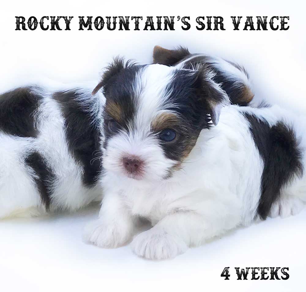 Sir Vance AKC Registered Chocolate Biewer Terrier