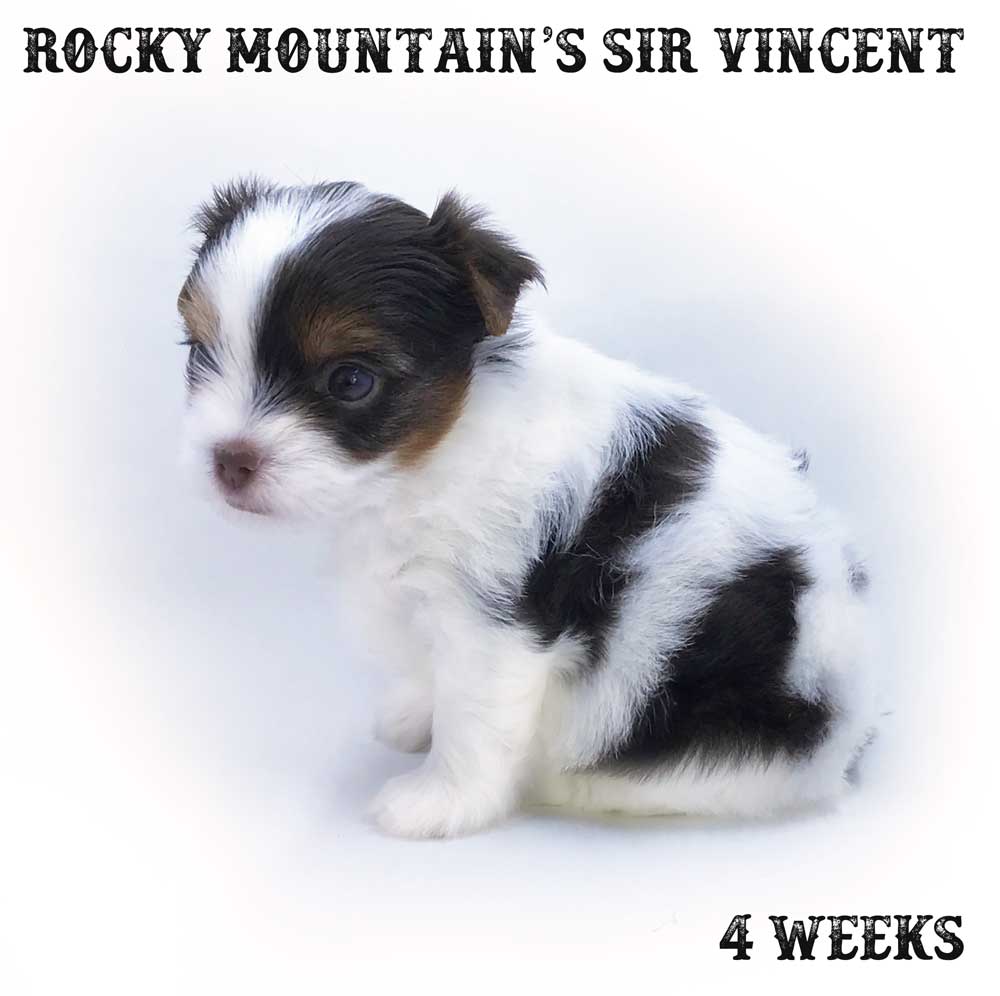 Sir Vincent AKC Registered Chocolate Biewer Terrier