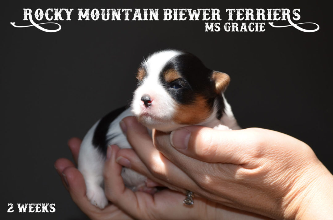 Gracie Newborn Biewer Terrier