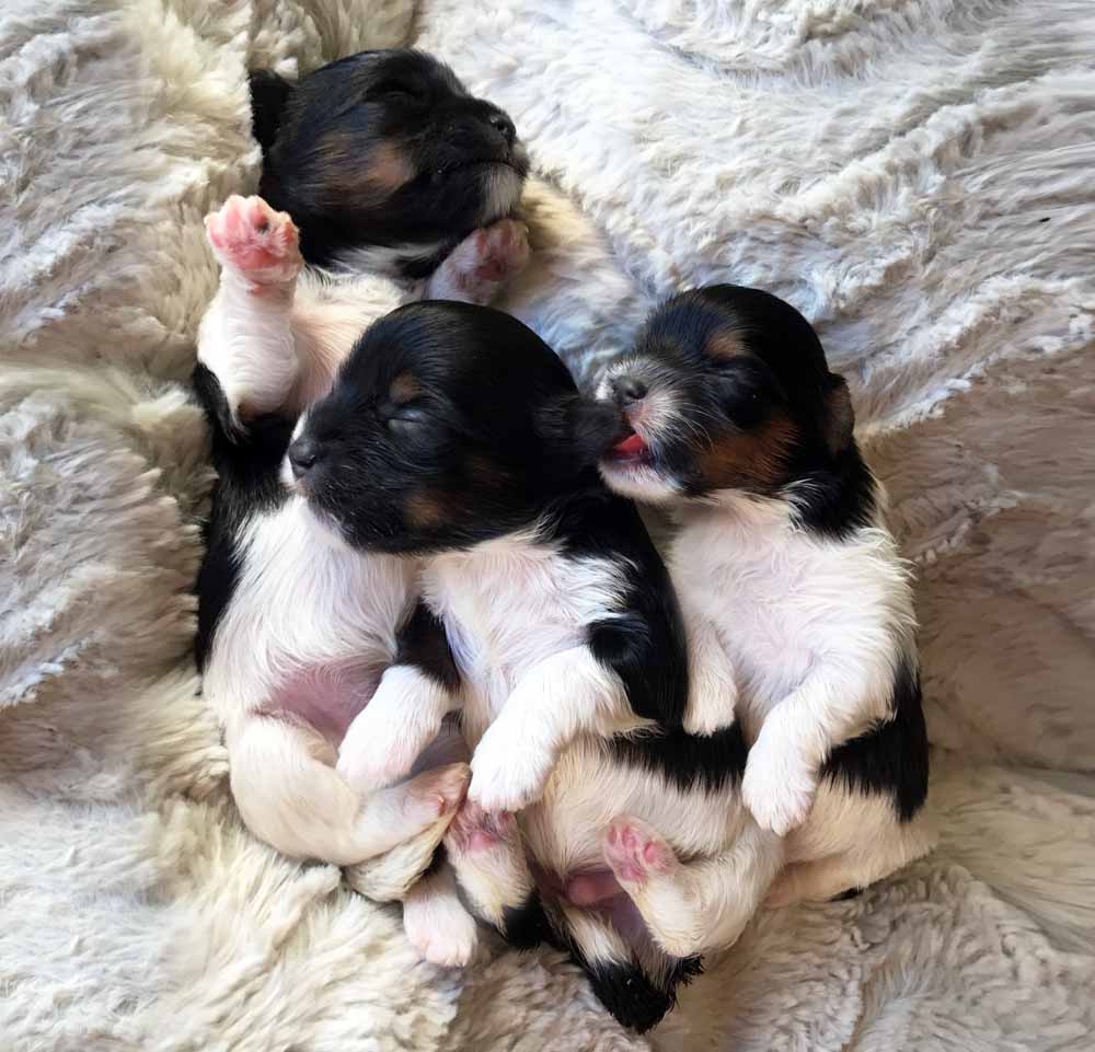 Rocky Mountain Biewer Terriers 2017 G-Litter