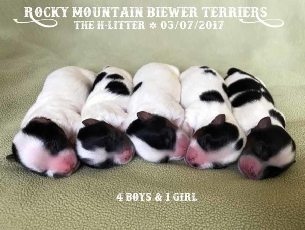 Rocky Mountain Biewer Terriers 2017 H-Litter