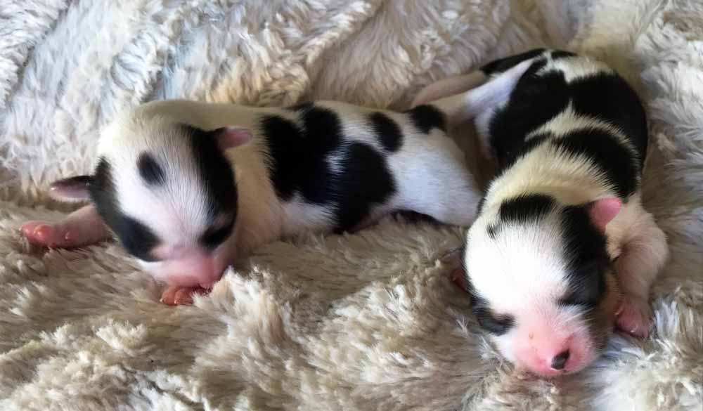 Rocky Mountain's 2017 I-Litter