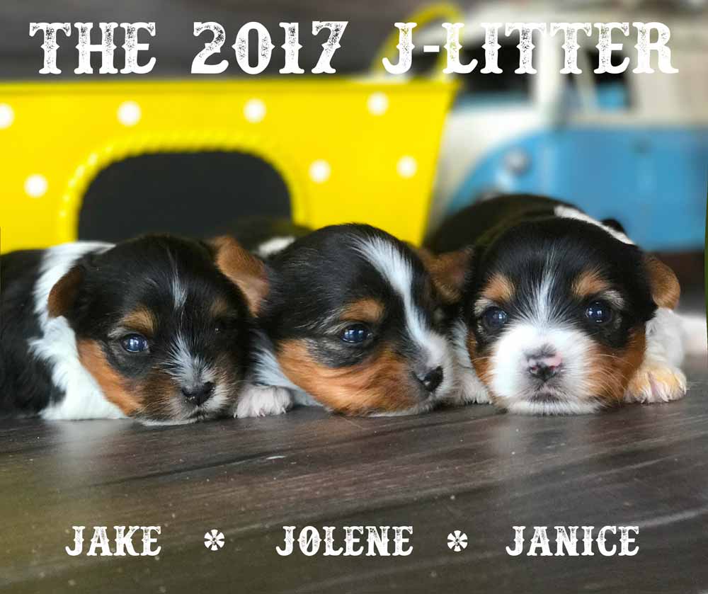2017 J-Litter Rocky Mountain Biewer Terriers