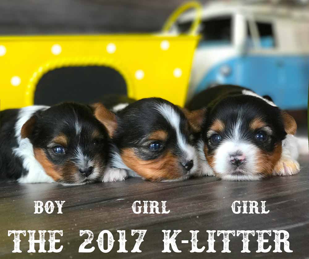 2017 K-Litter Rocky Mountain Biewer Terriers