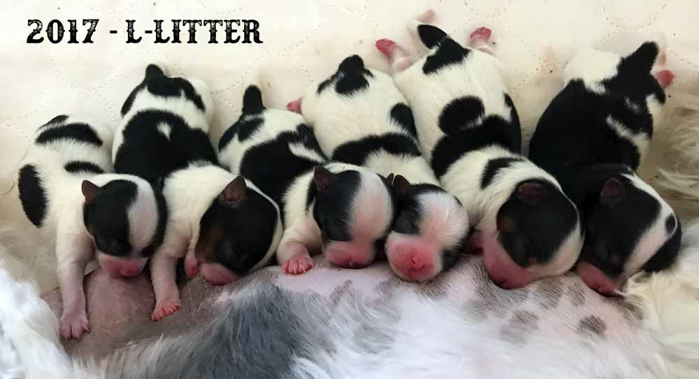 2017 L-Litter Rocky Mountain Biewer Terriers