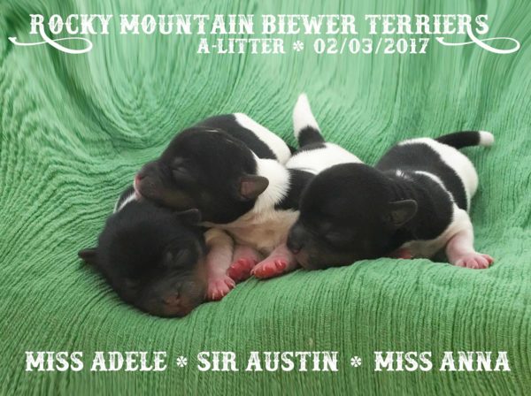 Rocky Mountain Biewer Terriers A-Litter