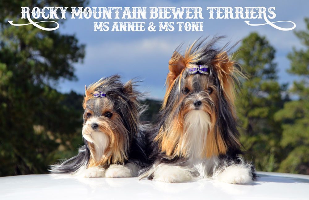 Miss Annie Biewer Terrier Female