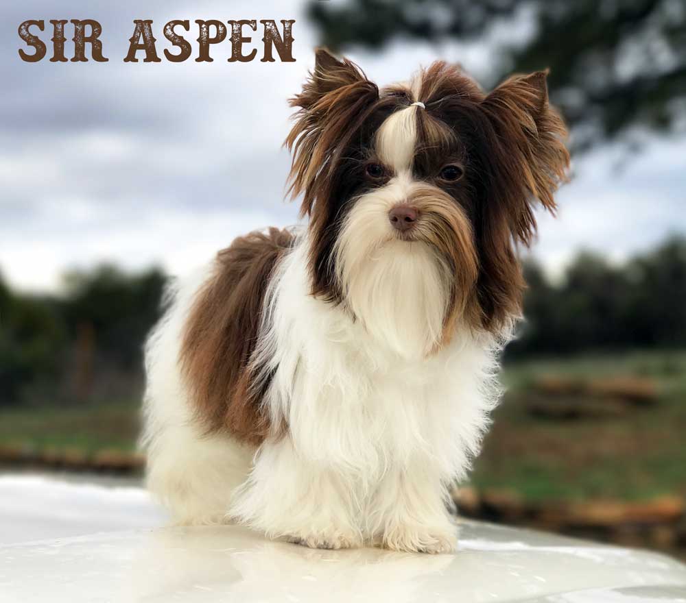 Available Biewer Puppy Sir Aspen