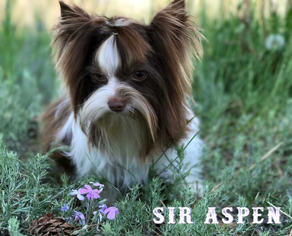 Sir Aspen