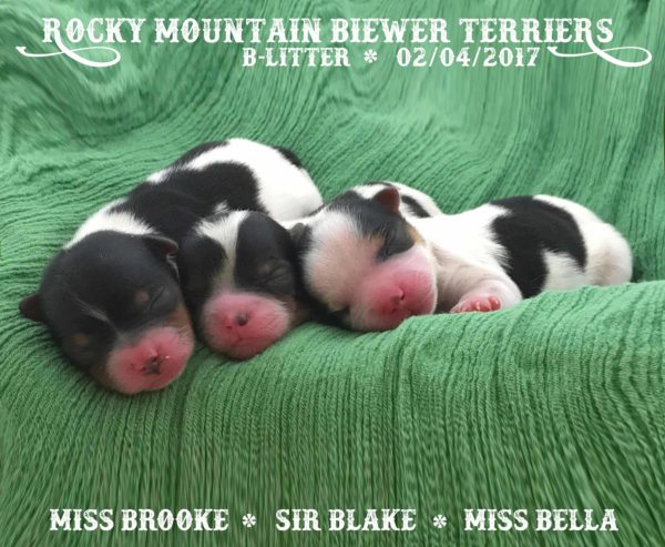 Rocky Mountain Biewer Terriers B-Litter