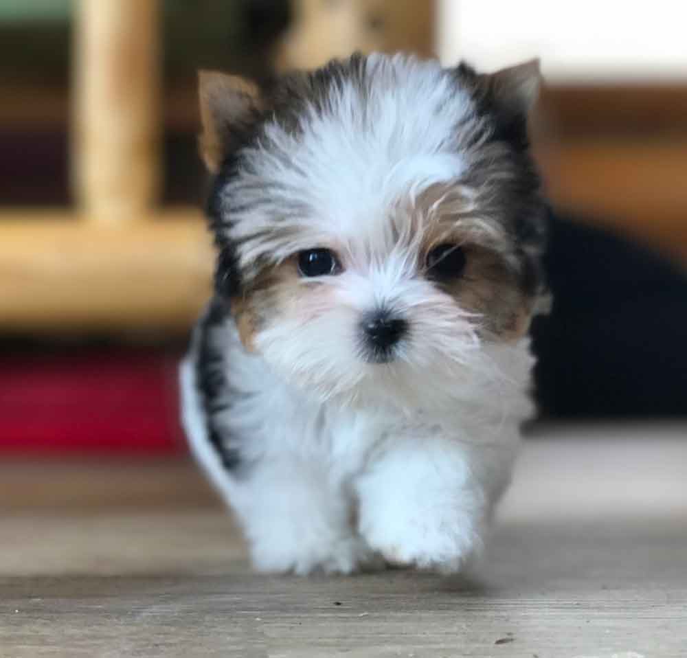 Available Biewer Puppy Miss Bella