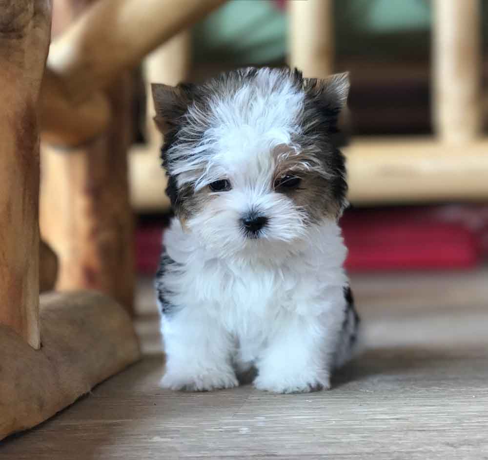 Available Biewer Puppy Miss Bella