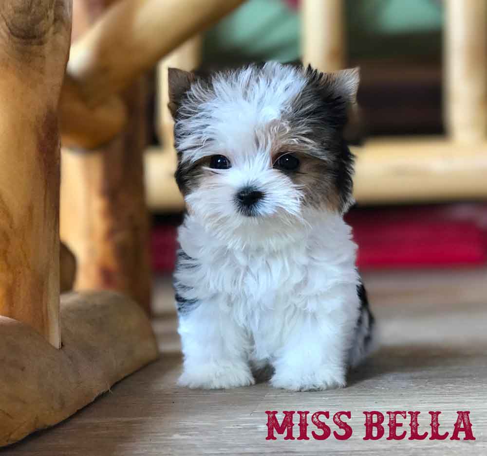 Available Biewer Puppy Miss Bella
