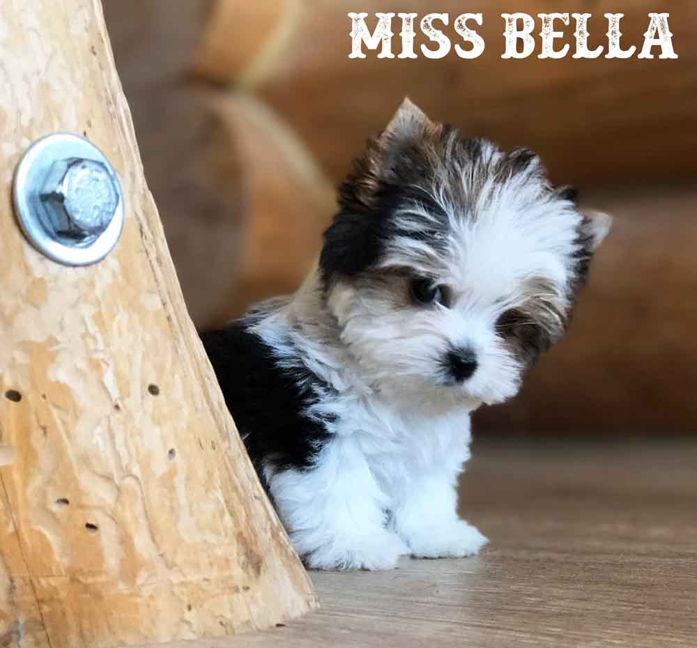 Available Biewer Puppy Miss Bella