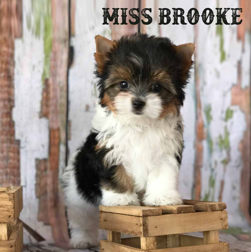Miss Brooke Biewer Terrier Girl